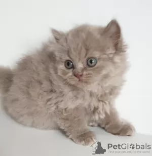 Dodatkowe zdjęcia: British longhair cat lilac babyboy - Father is World Champion