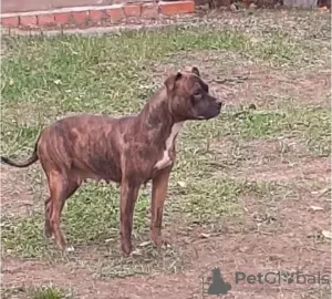 Dodatkowe zdjęcia: Pit bull terrier szczeniak