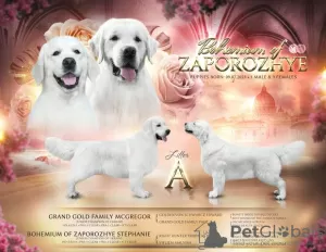 Zdjęcie №1. golden retriever - na sprzedaż w Zaporoże | negocjowane | Zapowiedź №74751