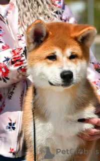 Dodatkowe zdjęcia: Chłopiec Akita Inu (Hachiko)