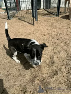 Dodatkowe zdjęcia: Bordercollie