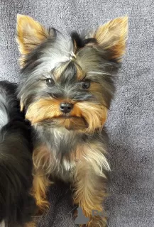 Zdjęcie №2 do zapowiedźy № 8922 na sprzedaż  yorkshire terrier - wkupić się Ukraina 