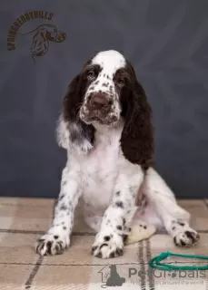 Zdjęcie №1. springer spaniel angielski - na sprzedaż w Kijów | 5729zł | Zapowiedź №11174