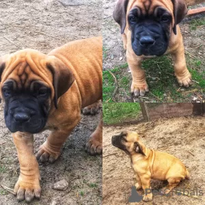 Zdjęcie №2 do zapowiedźy № 10070 na sprzedaż  boerboel - wkupić się Federacja Rosyjska hodowca