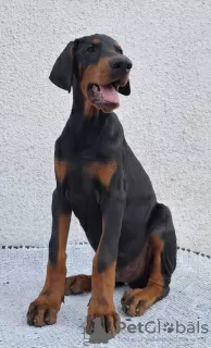 Zdjęcie №3. Doberman, najlepsze psy. Serbia