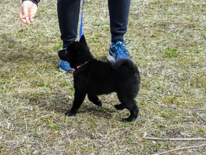 Dodatkowe zdjęcia: Schipperke (Schipperke)