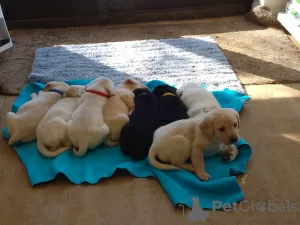 Zdjęcie №1. labrador retriever - na sprzedaż w Neustift im Stubaital | negocjowane | Zapowiedź №82082