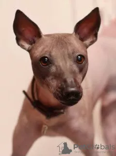 Dodatkowe zdjęcia: Xoloitzcuintle Puppy