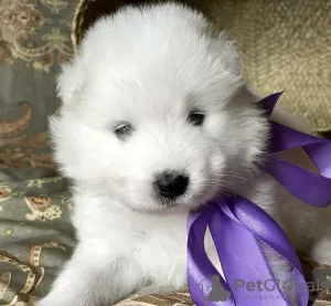 Zdjęcie №3. Szczenięta Samoyed. Niemcy