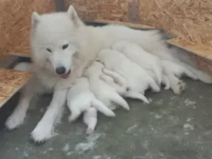 Dodatkowe zdjęcia: Sprzedaż szczeniąt rasowych rasy Samoyed