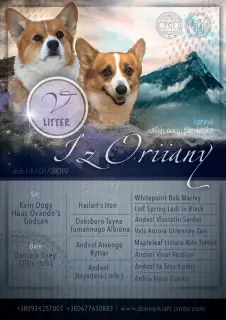 Zdjęcie №3. Szczenięta Welsh Corgi Pembroke.. Ukraina