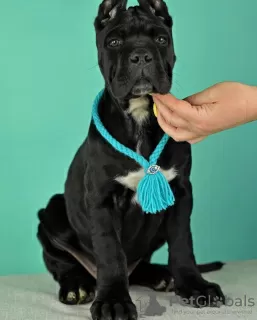 Zdjęcie №3. Szczeniak Cane Corso. Federacja Rosyjska