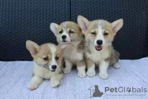 Dodatkowe zdjęcia: Szczenięta Welsh Corgi Pembroke