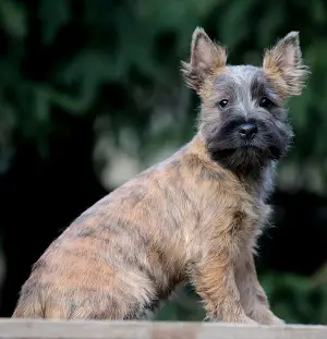 Dodatkowe zdjęcia: Dziewczyny Cairn Terrier