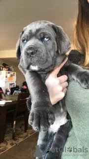 Zdjęcie №3. Rasowe szczenięta Cane Corso. USA