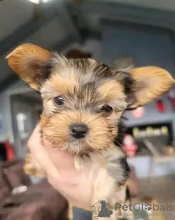 Dodatkowe zdjęcia: Dostępne szczenięta rasy Yorkshire Terrier