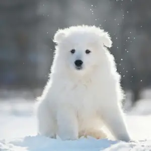 Dodatkowe zdjęcia: Szczenięta czystej krwi Samoyed.