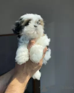 Zdjęcie №3. SHIH TZU. Kanada