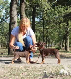 Dodatkowe zdjęcia: Rosyjska zabawka długowłosa z dokumentami KSU, zaszczepiona, chip!