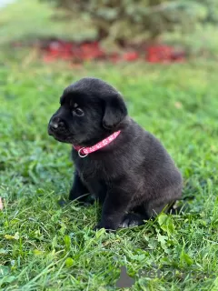 Zdjęcie №4. Sprzedam labrador retriever w Czechow. prywatne ogłoszenie - cena - 284zł