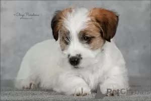 Zdjęcie №2 do zapowiedźy № 9564 na sprzedaż  jack russell terrier - wkupić się Federacja Rosyjska od żłobka