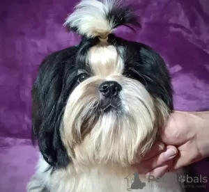 Dodatkowe zdjęcia: Shih tzu