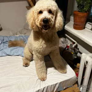 Zdjęcie №2. Usługi krycia labradoodle. Cena - negocjowane