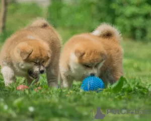 Zdjęcie №4. Sprzedam akita (rasa psa) w Mińsk.  - cena - negocjowane