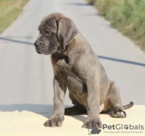 Dodatkowe zdjęcia: Cane Corso szczenięta na sprzedaż