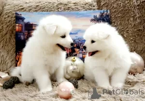 Zdjęcie №3. Szczenięta Samoyed. Federacja Rosyjska