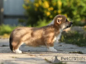 Zdjęcie №2 do zapowiedźy № 11544 na sprzedaż  welsh corgi - wkupić się Federacja Rosyjska hodowca