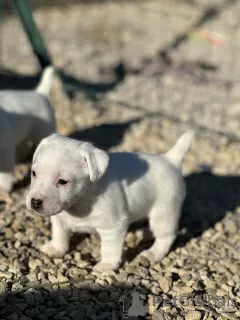 Dodatkowe zdjęcia: JACK RUSSELL MĘŻCZYZNA