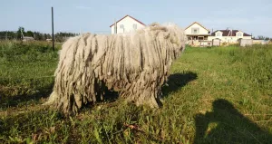 Dodatkowe zdjęcia: Komondor