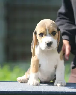 Zdjęcie №3. Idealna dziewczyna. Beagle. Białoruś