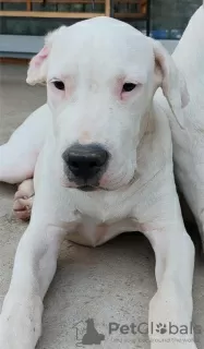 Dodatkowe zdjęcia: Dogo Argentino szczeniaki