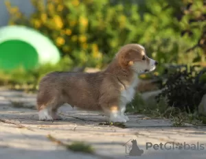 Zdjęcie №4. Sprzedam welsh corgi w Cherepovets. hodowca - cena - 9036zł