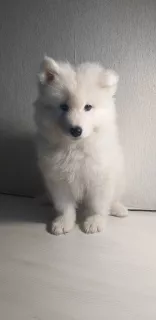 Zdjęcie №3. Samoyed. Białoruś