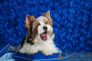 Zdjęcie №4. Sprzedam yorkshire terrier biewer w Kropiwnicki. od żłobka - cena - 2377zł