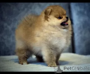 Zdjęcie №3. Szczenięta rasy Pomeranian, Toy Pudel, Yorkie, Shiba Inu. Litwa