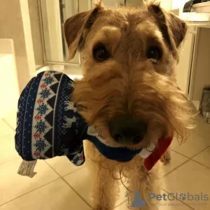 Zdjęcie №1. airedale terrier - na sprzedaż w Bucharest | 1256zł | Zapowiedź №70060