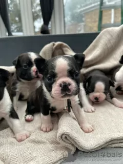 Zdjęcie №3. Gezondheid otrzymał szczenięta rasy Boston Terrier. Belgia