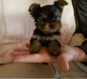 Zdjęcie №1. yorkshire terrier - na sprzedaż w Charlotte | 1585zł | Zapowiedź №76497