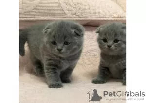 Zdjęcie №1. scottish fold - na sprzedaż w Кортрейк | Bezpłatny | Zapowiedź № 105583