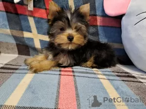 Zdjęcie №1. yorkshire terrier - na sprzedaż w Гамбург | negocjowane | Zapowiedź №97740