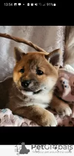 Dodatkowe zdjęcia: Shiba Inu, metryki ZKwP