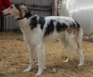 Zdjęcie №3. Rosjanin Greyhound nastolatek.. Federacja Rosyjska