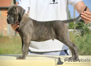 Dodatkowe zdjęcia: Cane Corso szczenięta na sprzedaż