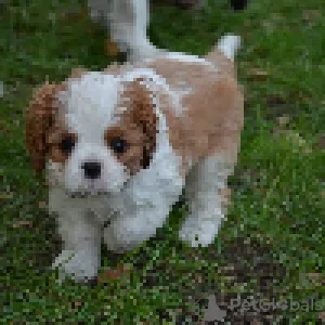 Dodatkowe zdjęcia: Cavalier King Charles Spaniel ZKWP/FCI