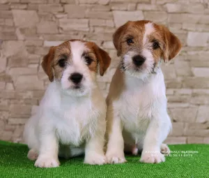 Zdjęcie №3. Luksusowe szczeniaki Jack Russell Terrier. Ukraina