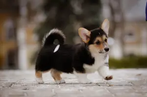 Zdjęcie №3. Welsh Corgi Pembroke Puppies. Ukraina